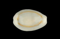 藏品(金環寶螺)的圖片